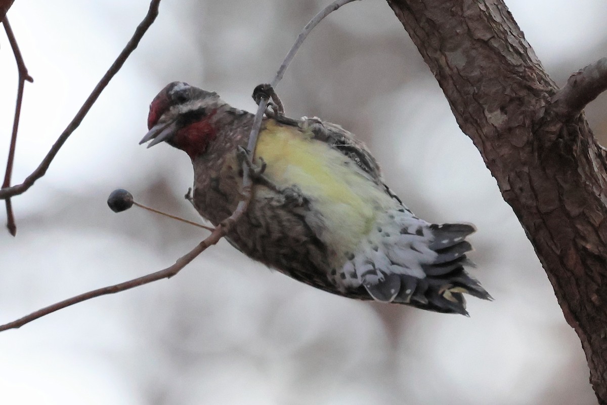 Yellow-bellied Sapsucker - ML646321000