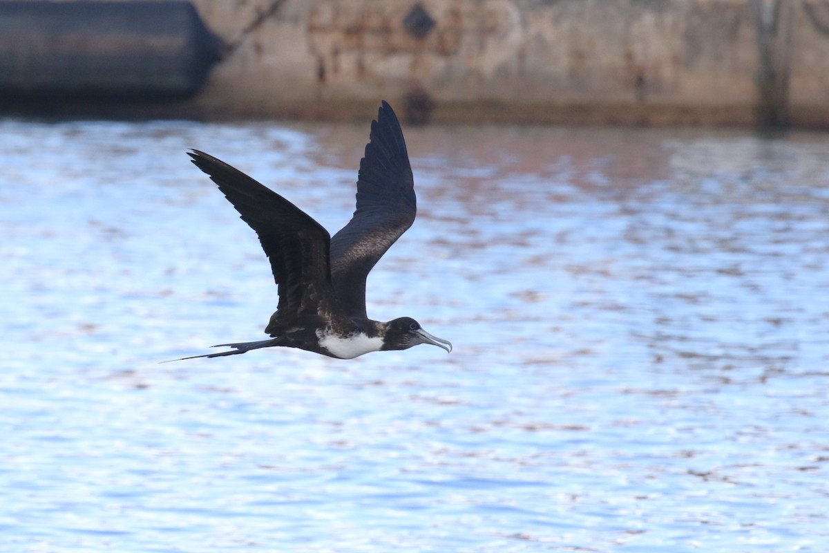 Magnificent Frigatebird - ML646321005