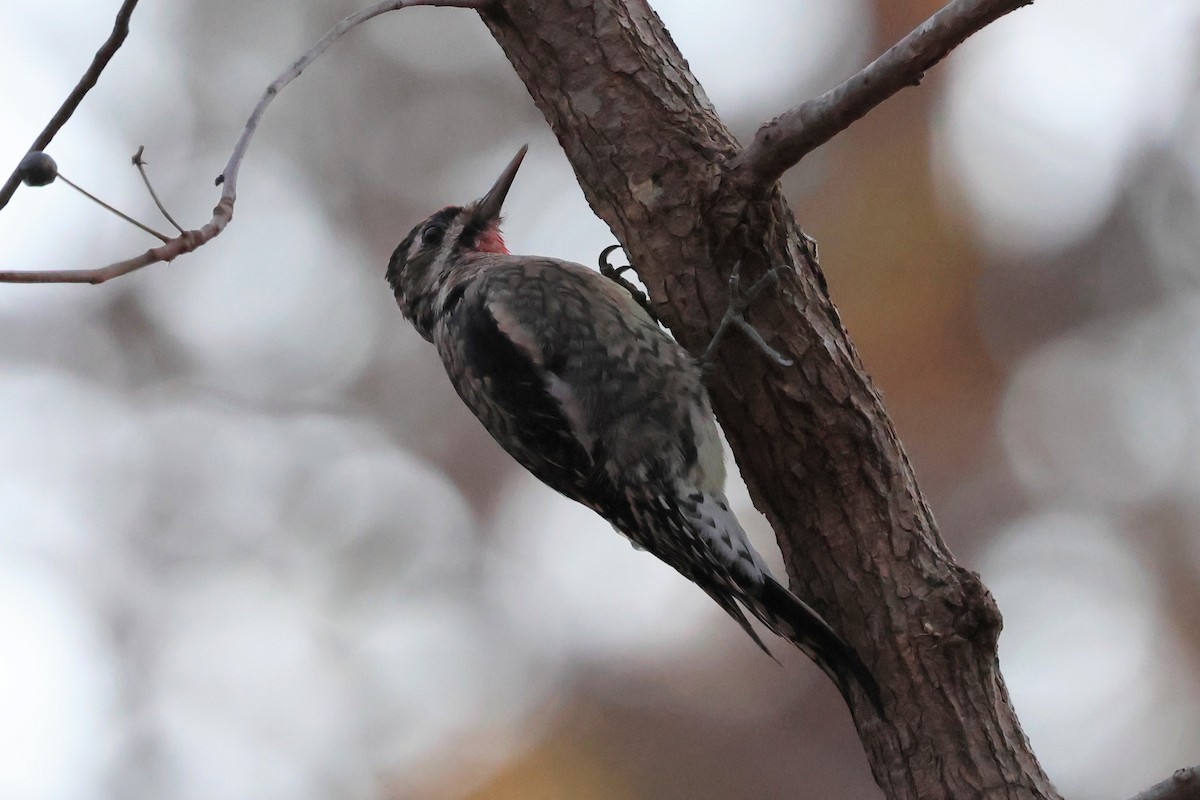 Yellow-bellied Sapsucker - ML646321006