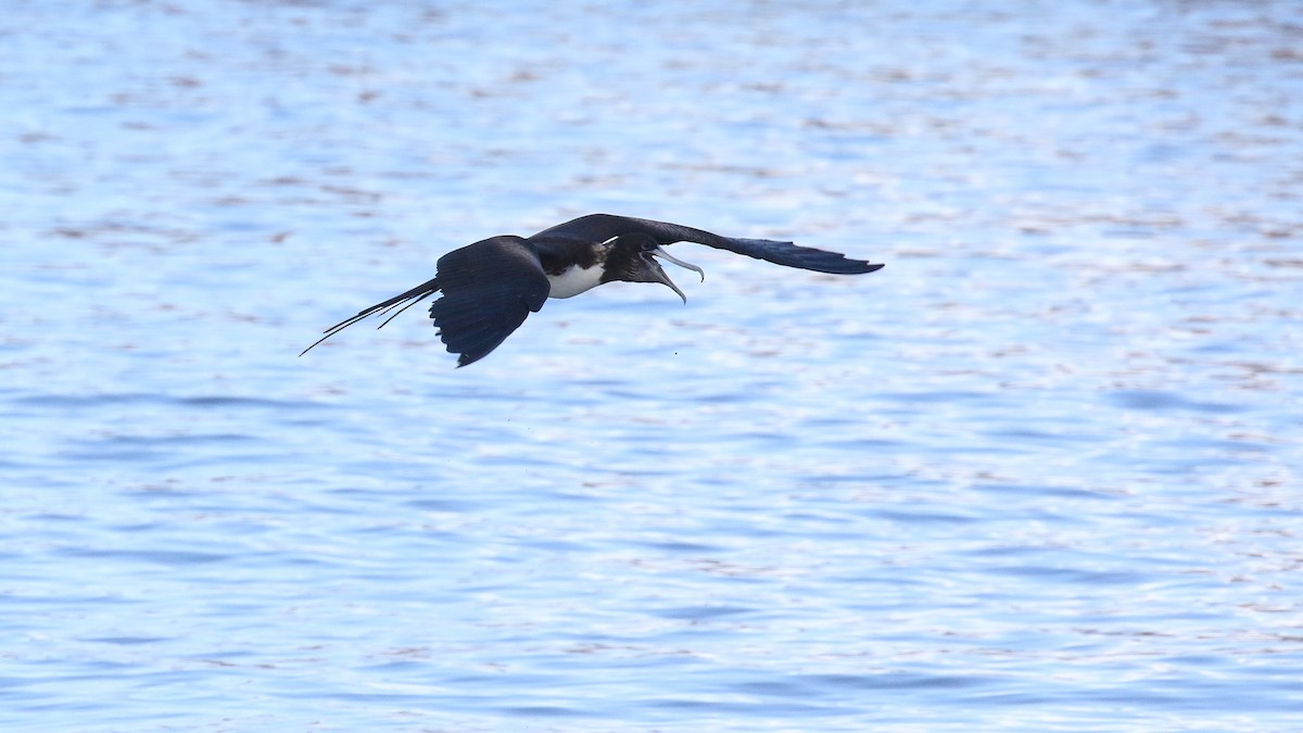 Magnificent Frigatebird - ML646321008