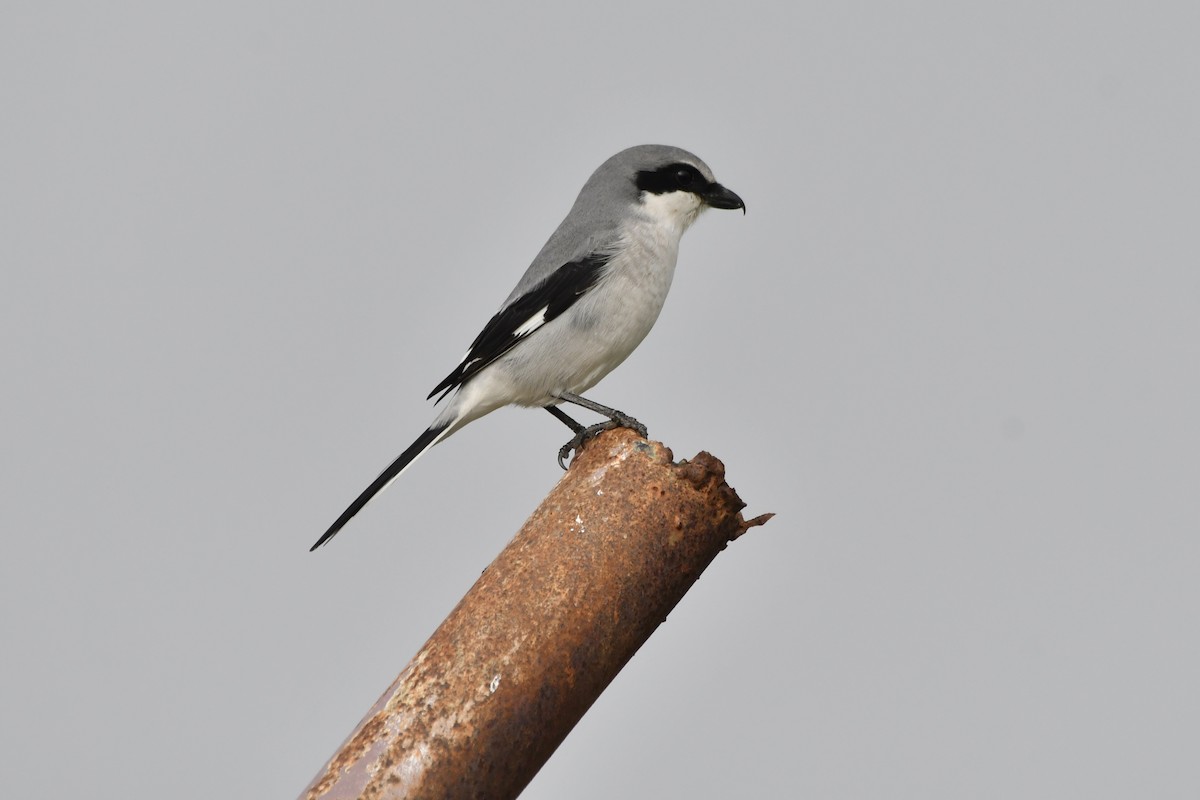 Loggerhead Shrike - ML646321009