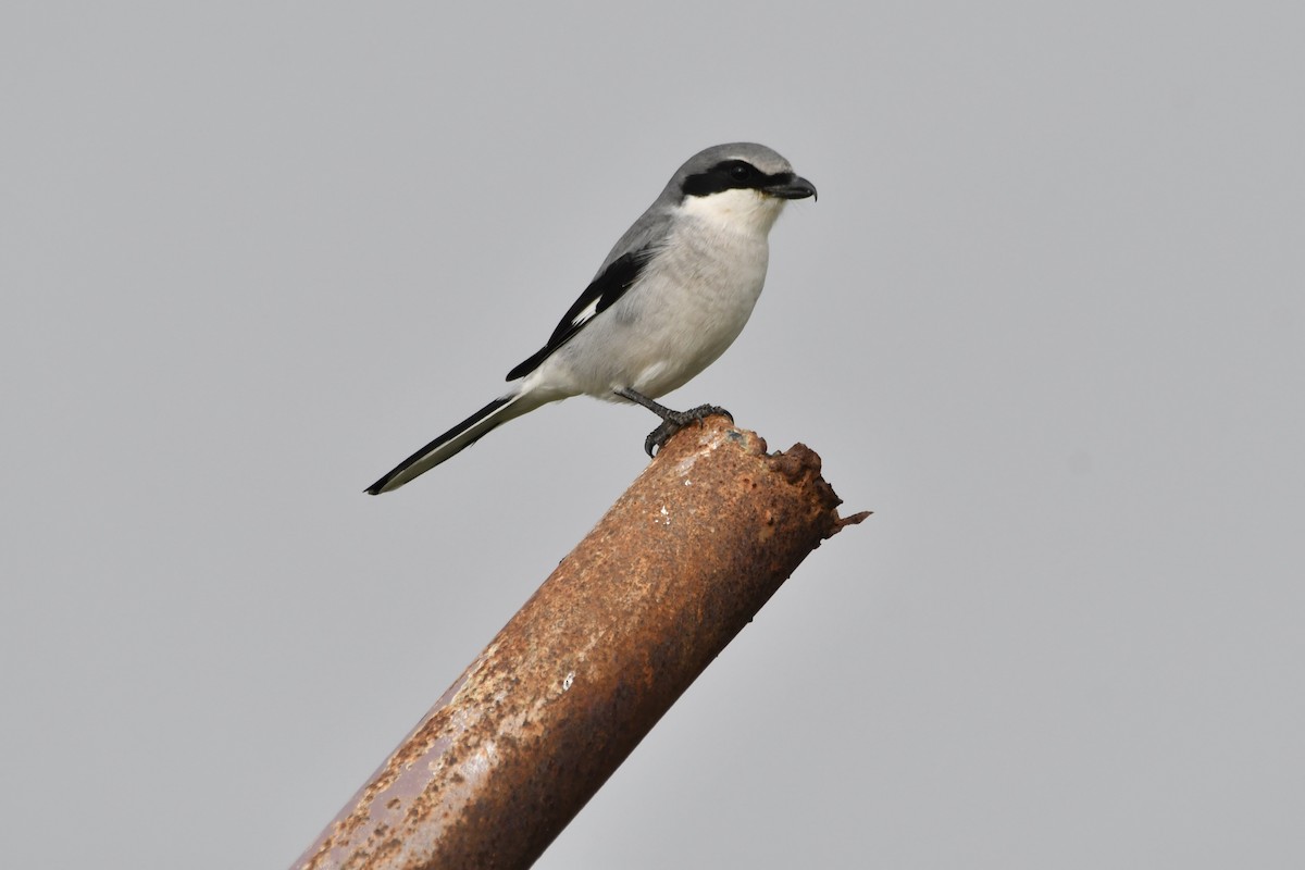 Loggerhead Shrike - ML646321010