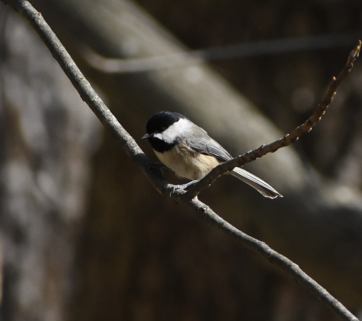 Carolina Chickadee - ML646321012