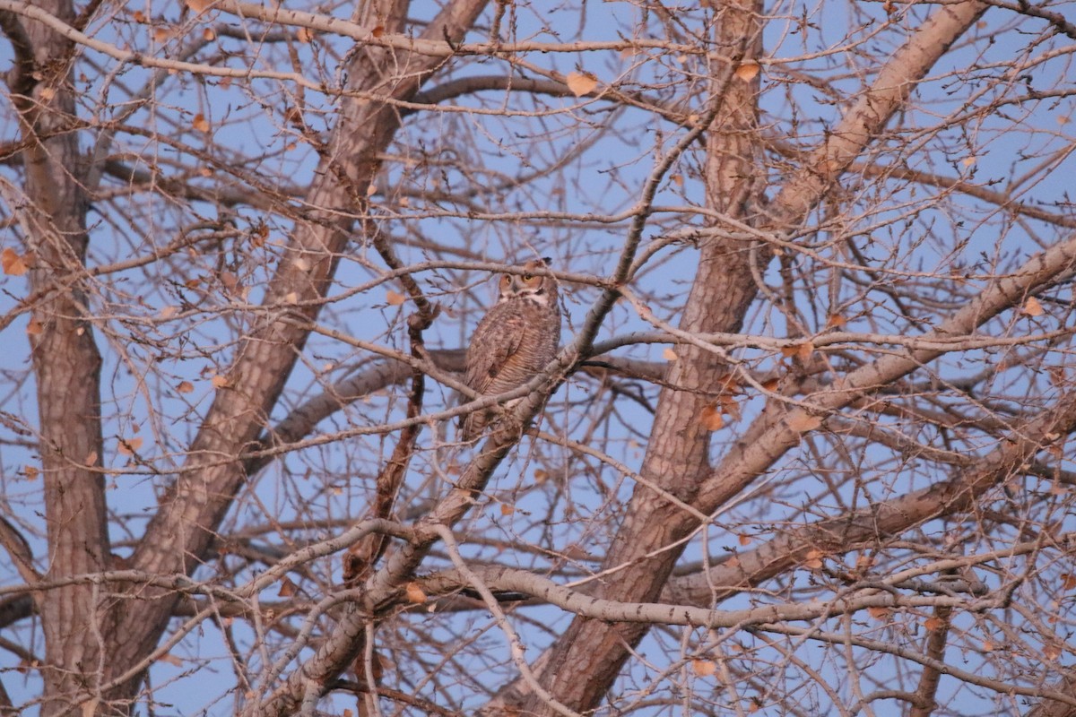Great Horned Owl - ML646321016