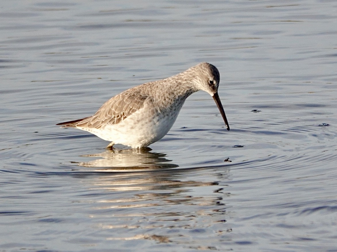 Stilt Sandpiper - ML646321017