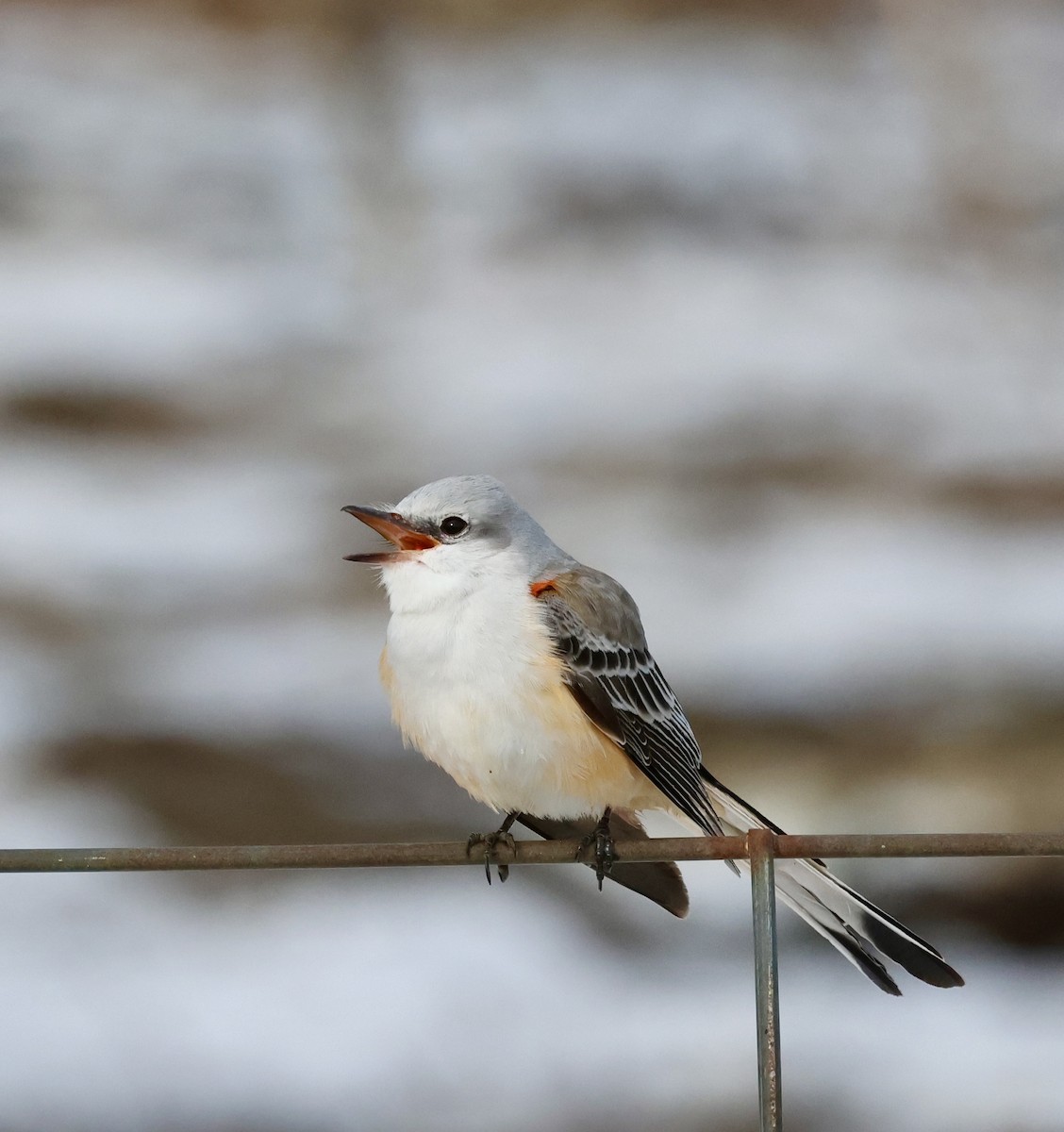 Scissor-tailed Flycatcher - ML646321019