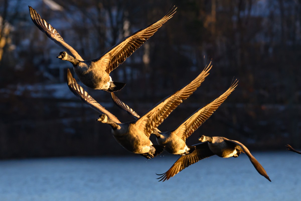 Canada Goose - ML646321020