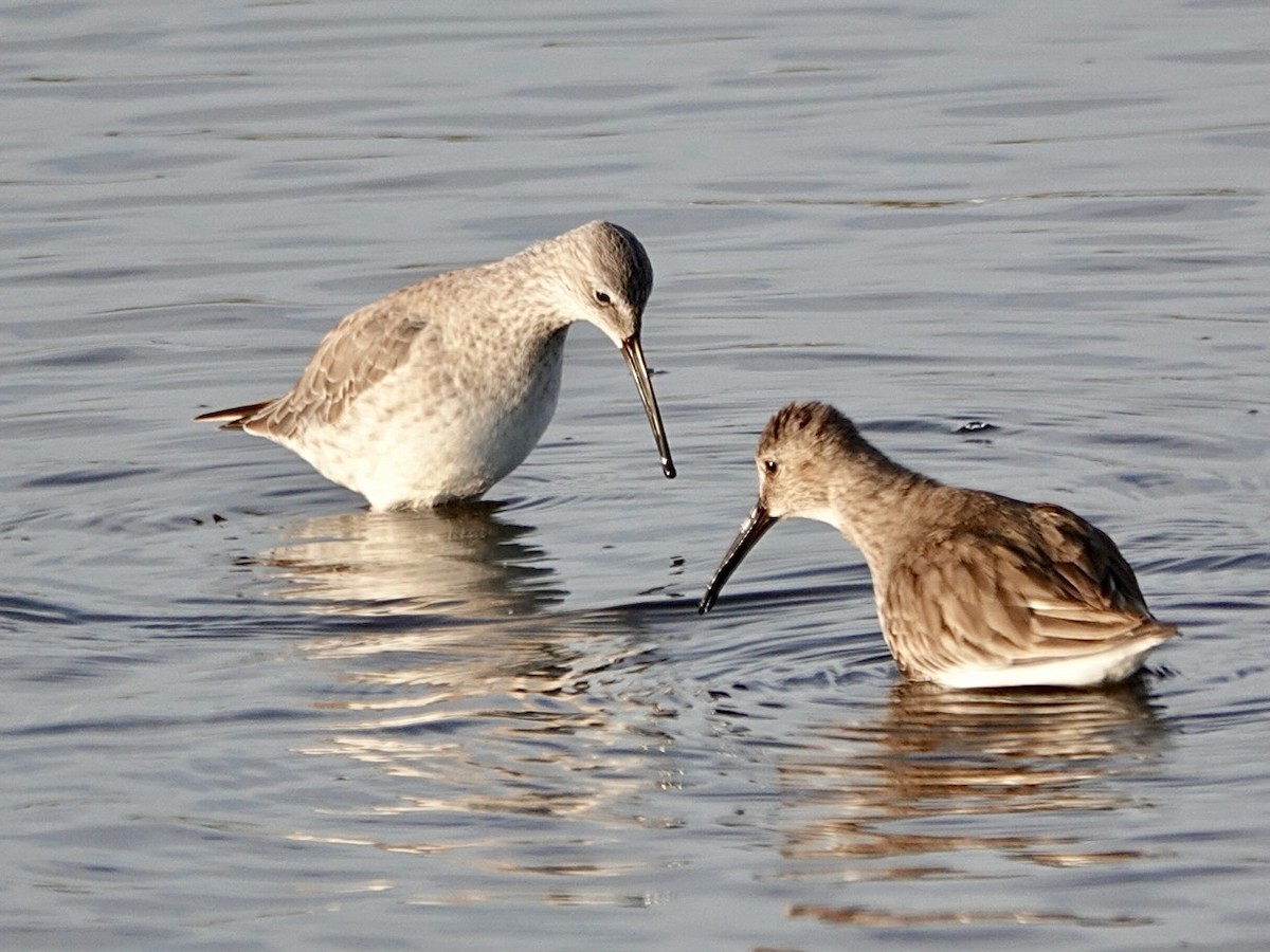 Stilt Sandpiper - ML646321022