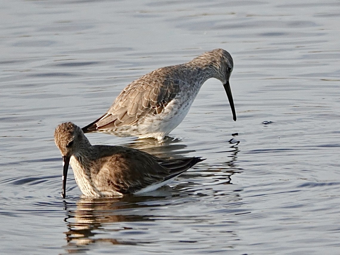 Stilt Sandpiper - ML646321023