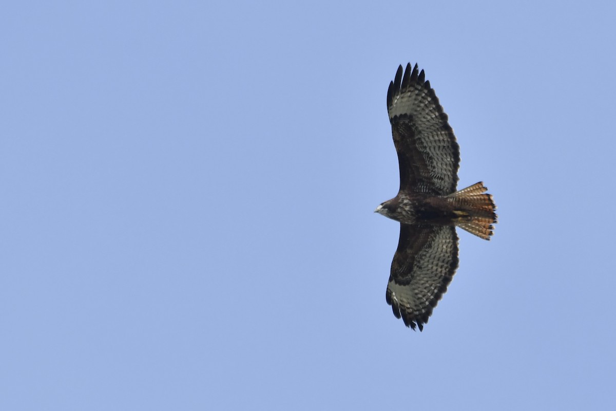 Red-tailed Hawk - ML646321026