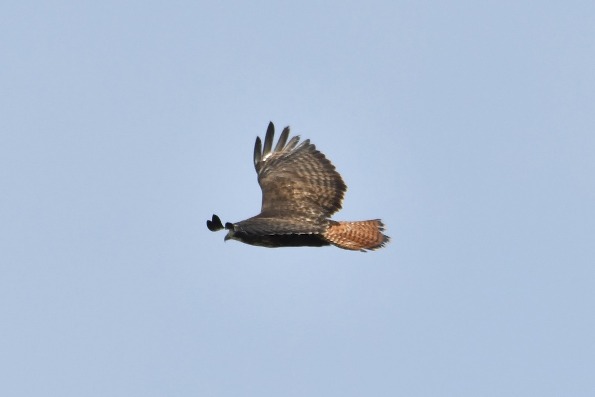 Red-tailed Hawk - ML646321027