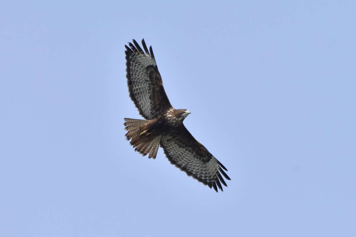 Red-tailed Hawk - ML646321028