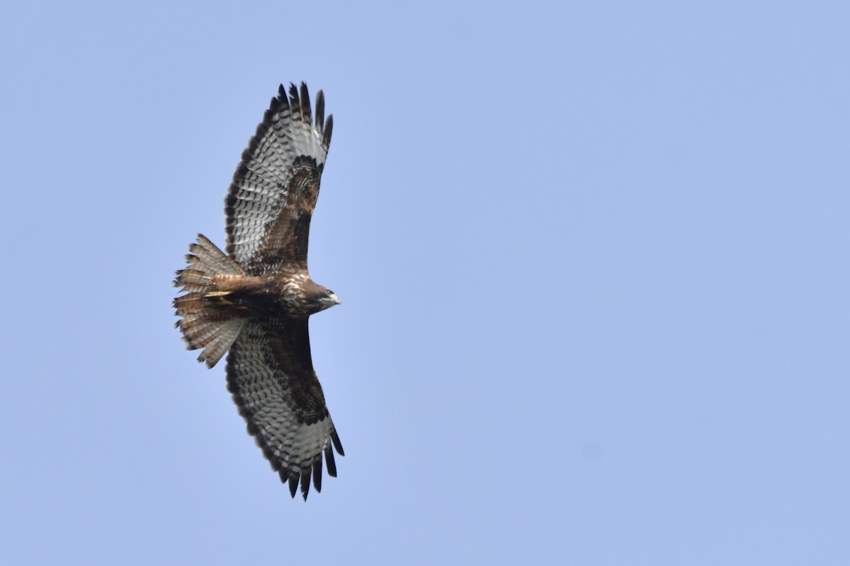 Red-tailed Hawk - ML646321029