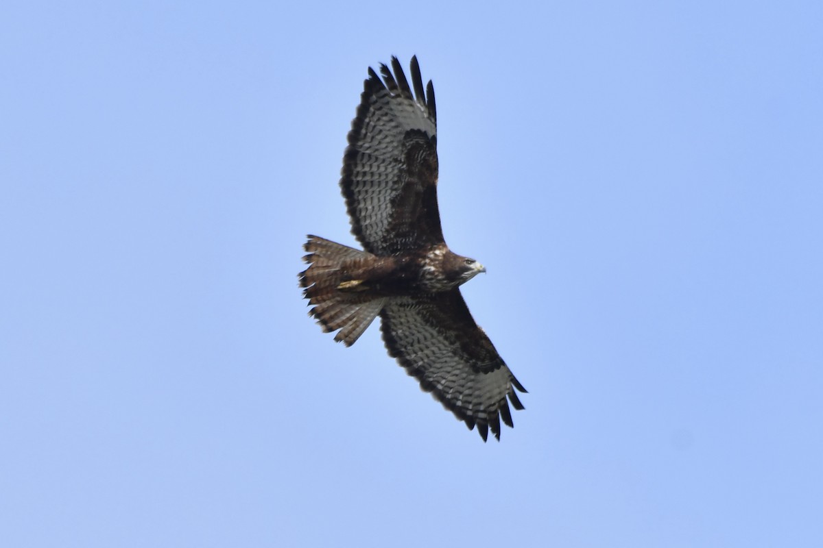 Red-tailed Hawk - ML646321031
