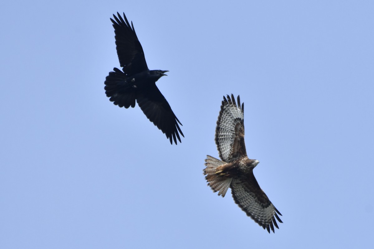 Red-tailed Hawk - ML646321033