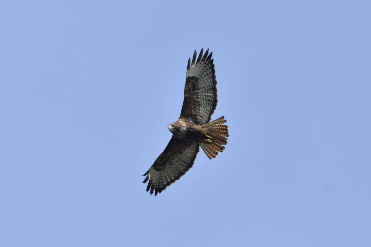 Red-tailed Hawk - ML646321034