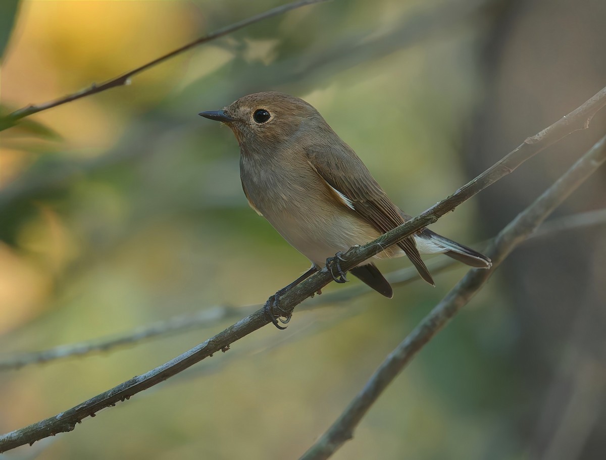 Taiga Flycatcher - ML646321036