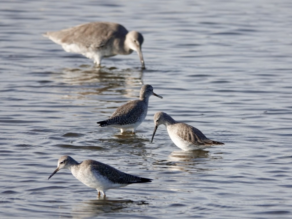 Stilt Sandpiper - ML646321037