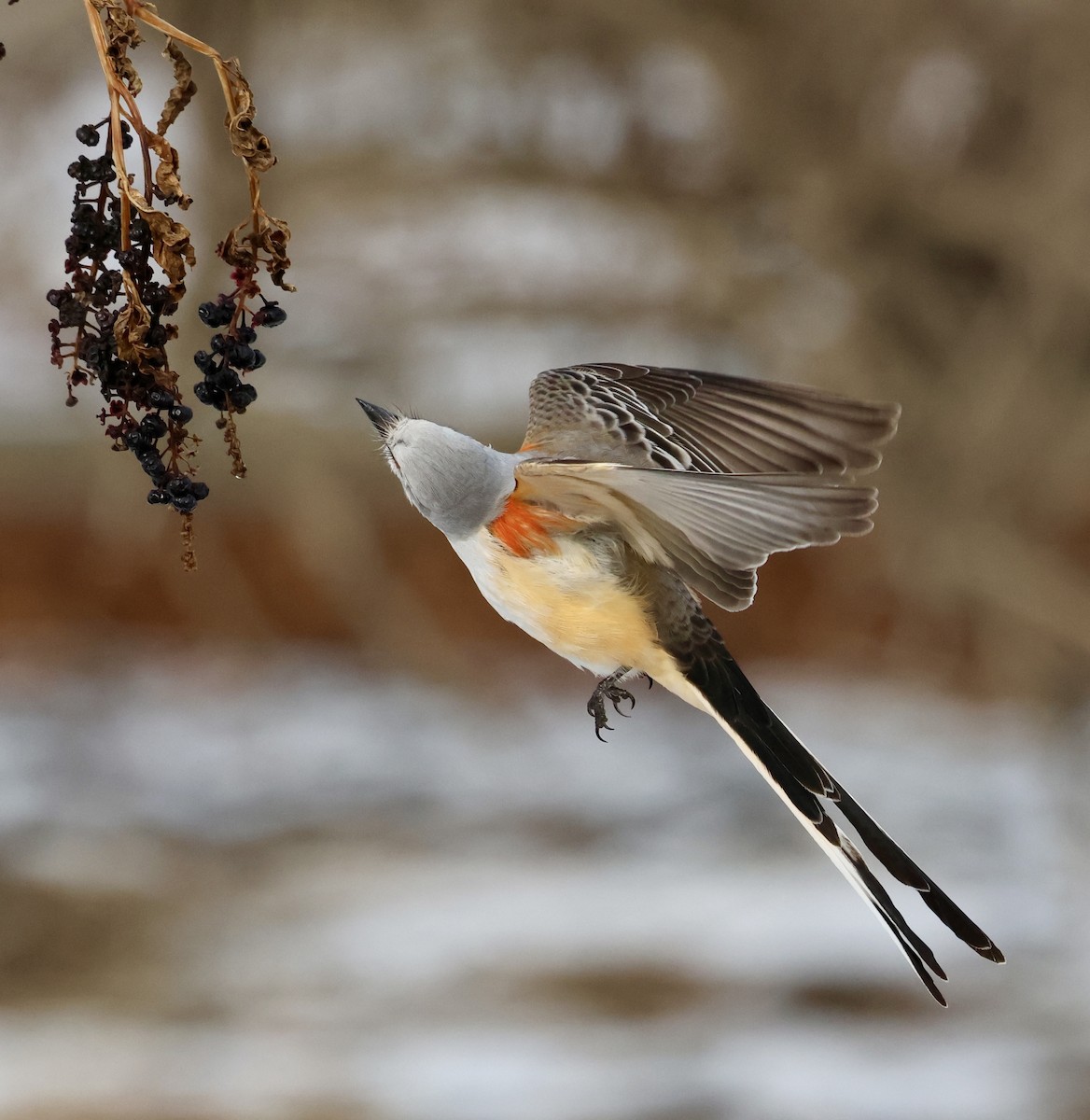 Scissor-tailed Flycatcher - ML646321039