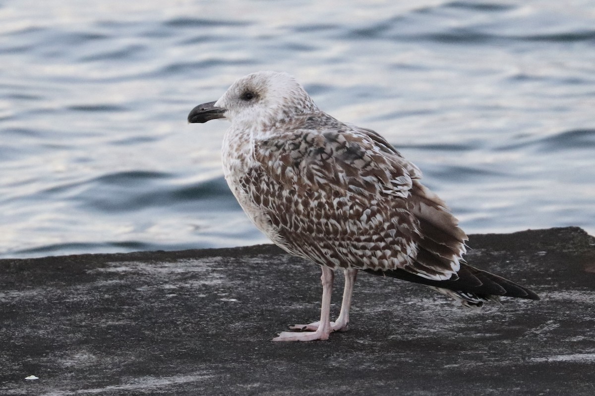 Great Black-backed Gull - ML646321040