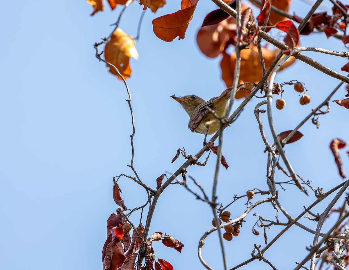 Ash-throated Casiornis - ML646321041