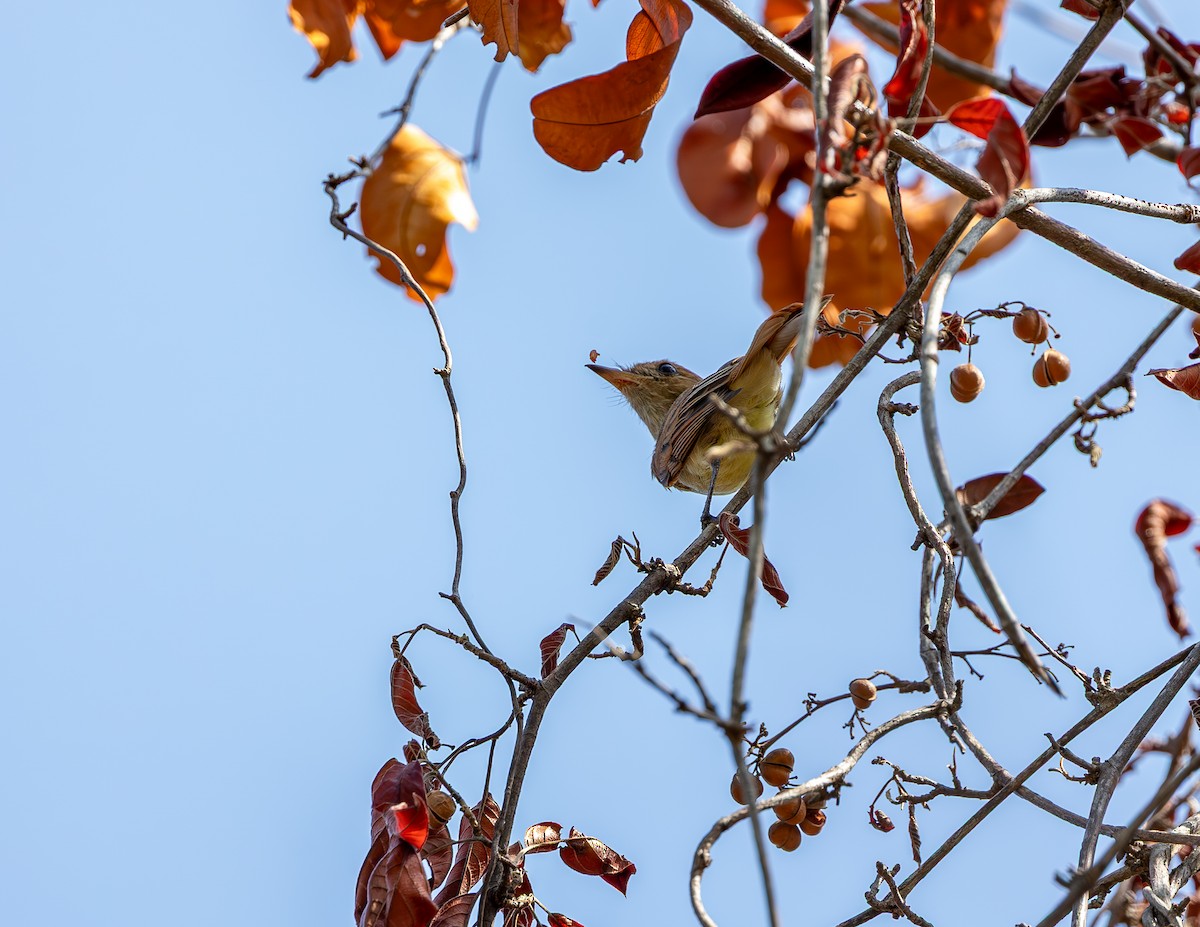 Ash-throated Casiornis - ML646321042