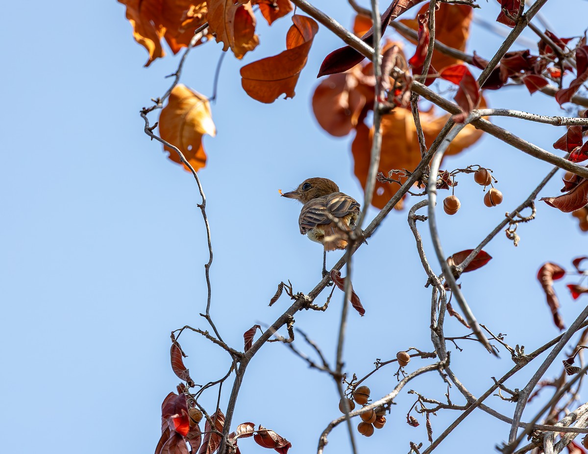 Ash-throated Casiornis - ML646321043