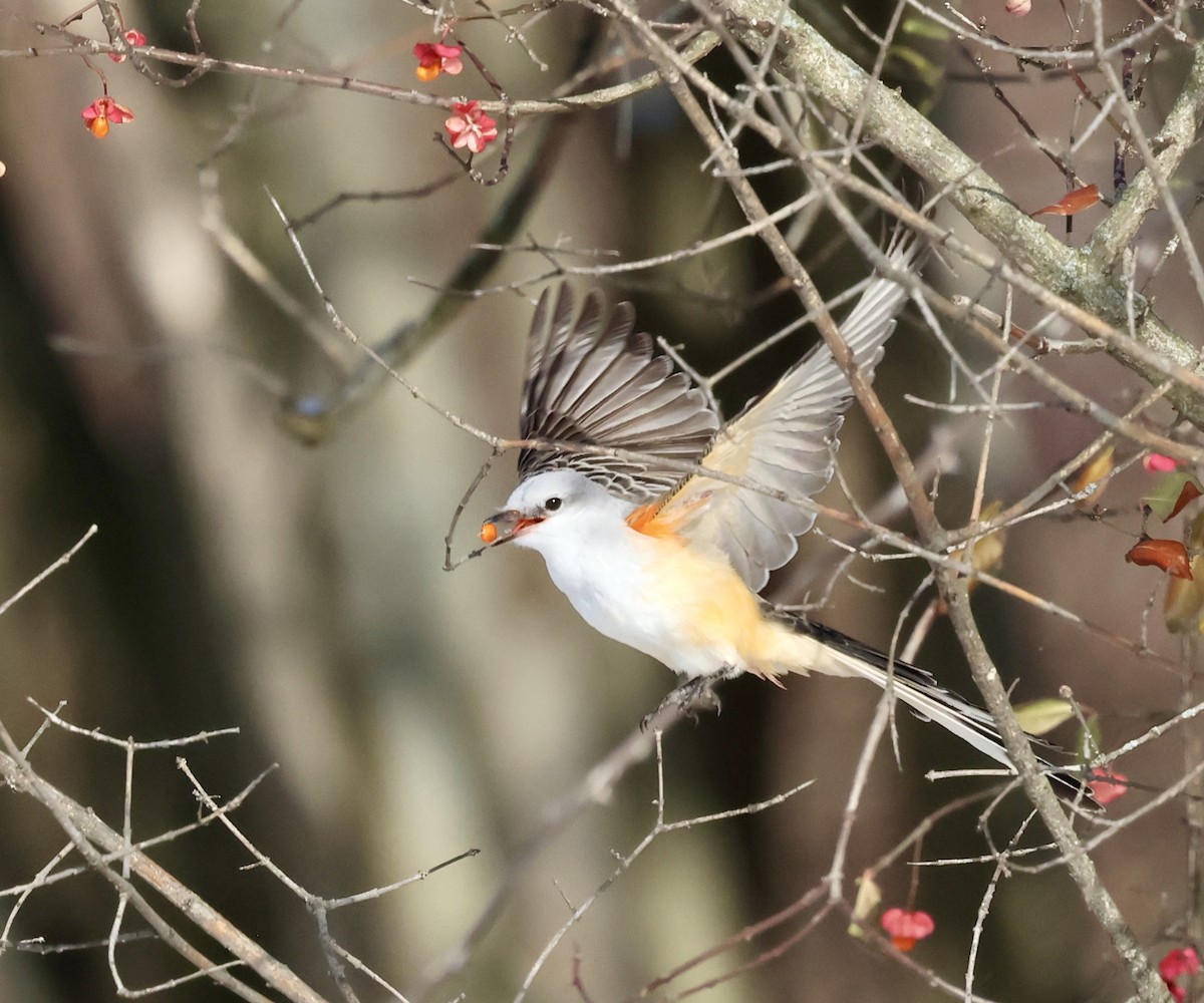 Scissor-tailed Flycatcher - ML646321045