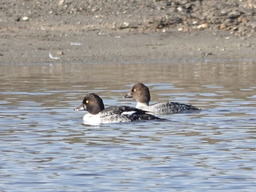 Common Goldeneye - ML646321050