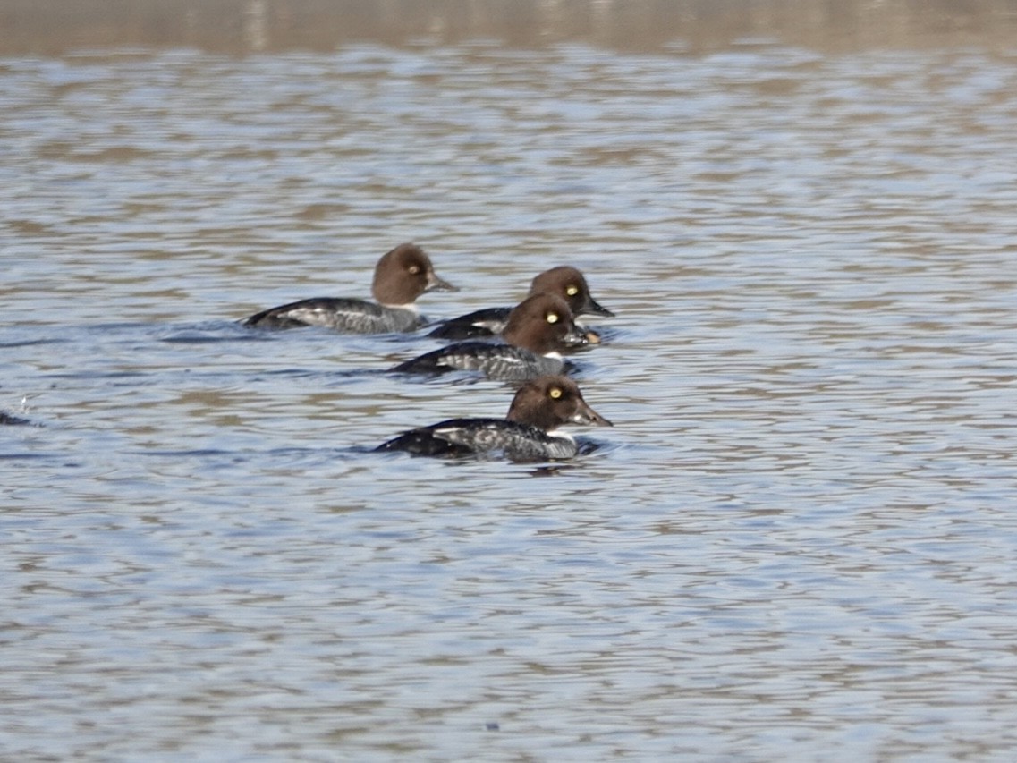 Common Goldeneye - ML646321051