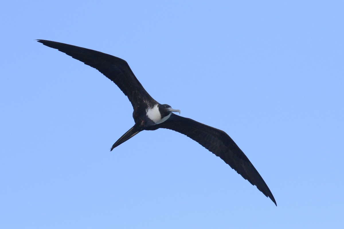 Magnificent Frigatebird - ML646321053