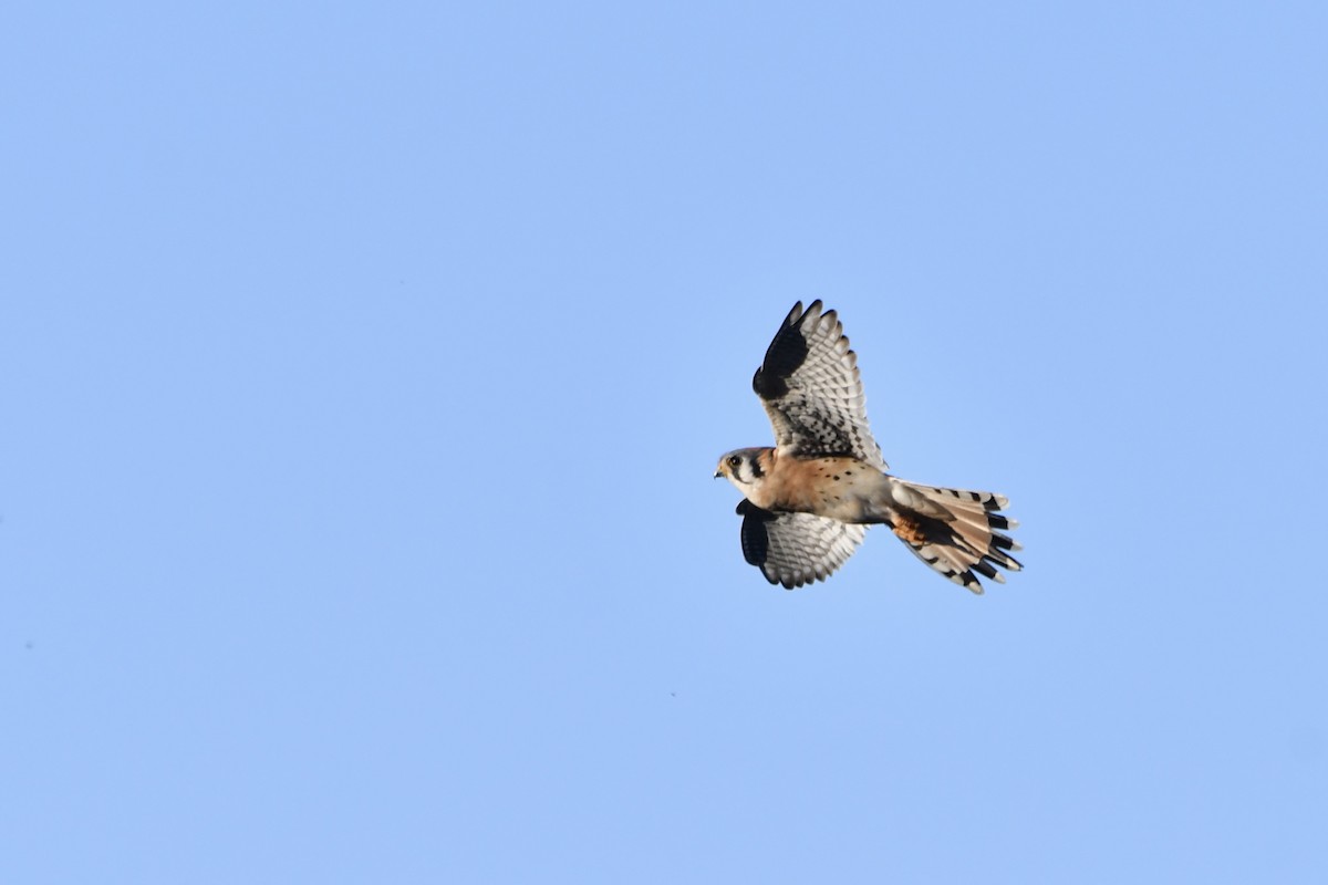 American Kestrel - ML646321054