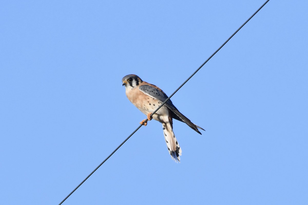 American Kestrel - ML646321055