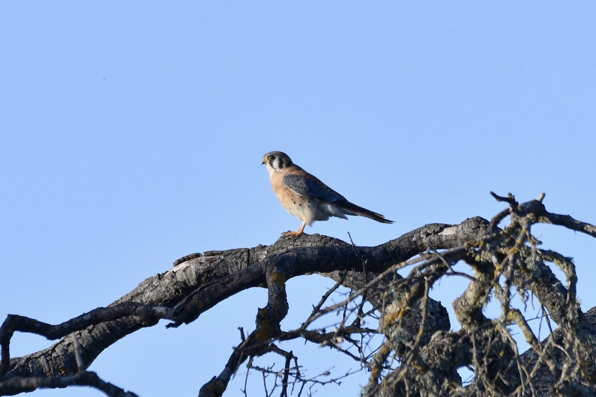American Kestrel - ML646321056