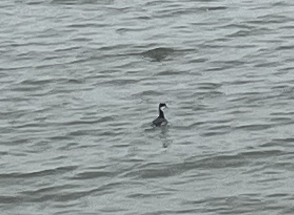 ミミカイツブリ - ML646321064