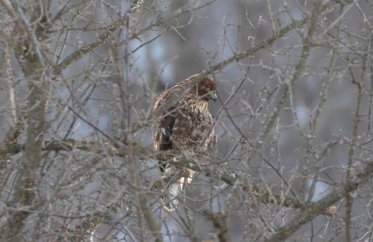 Red-tailed Hawk - ML646321067