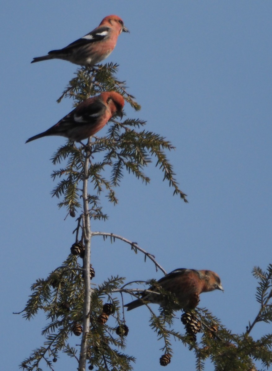 křivka bělokřídlá - ML646321069