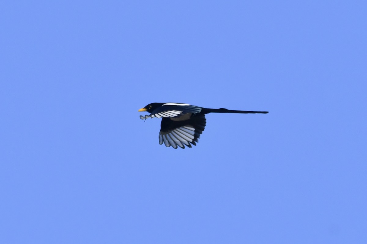 Yellow-billed Magpie - ML646321070