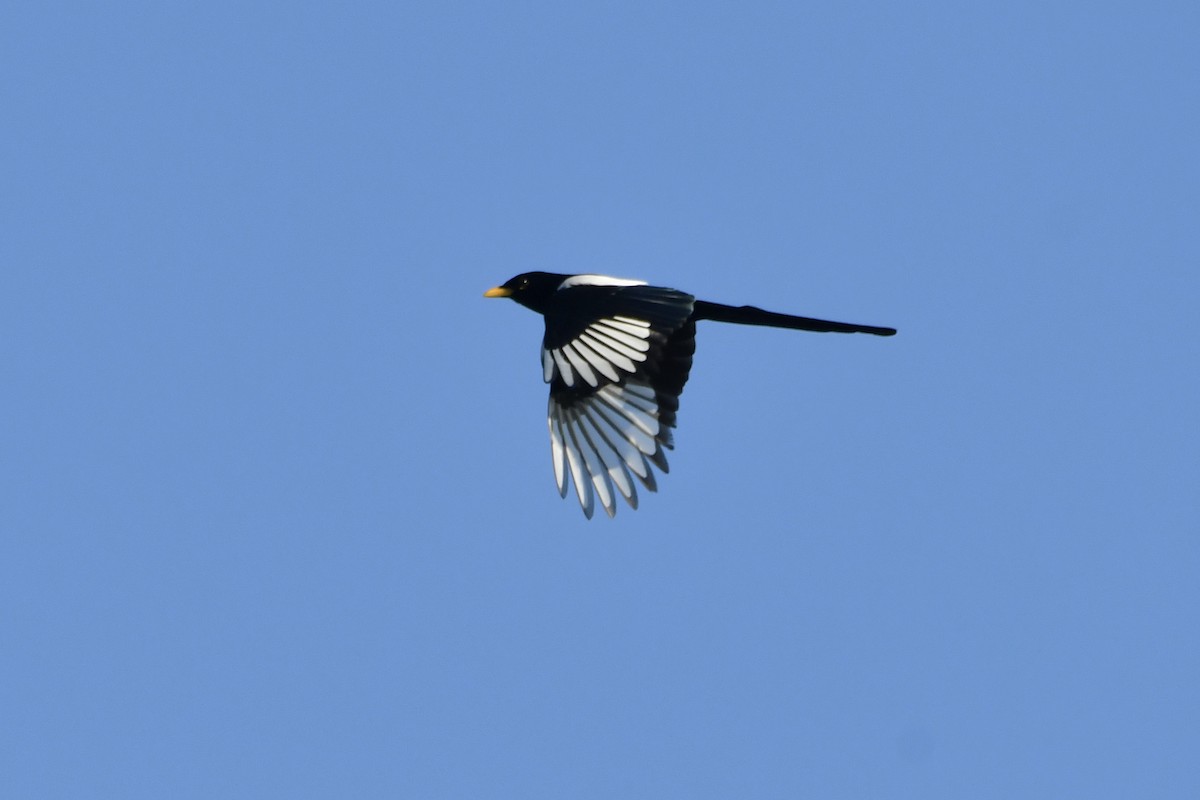 Yellow-billed Magpie - ML646321071