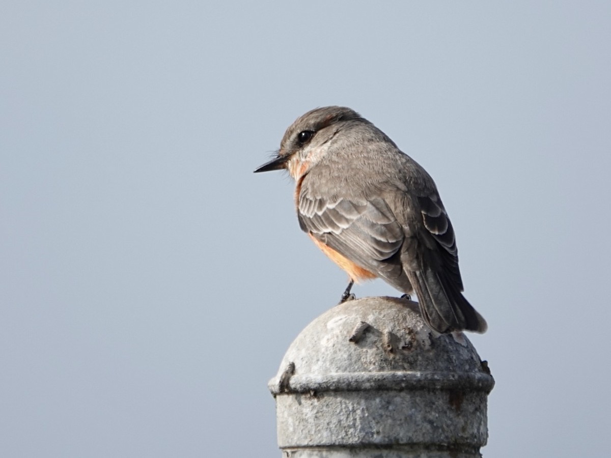 Vermilion Flycatcher - ML646321087