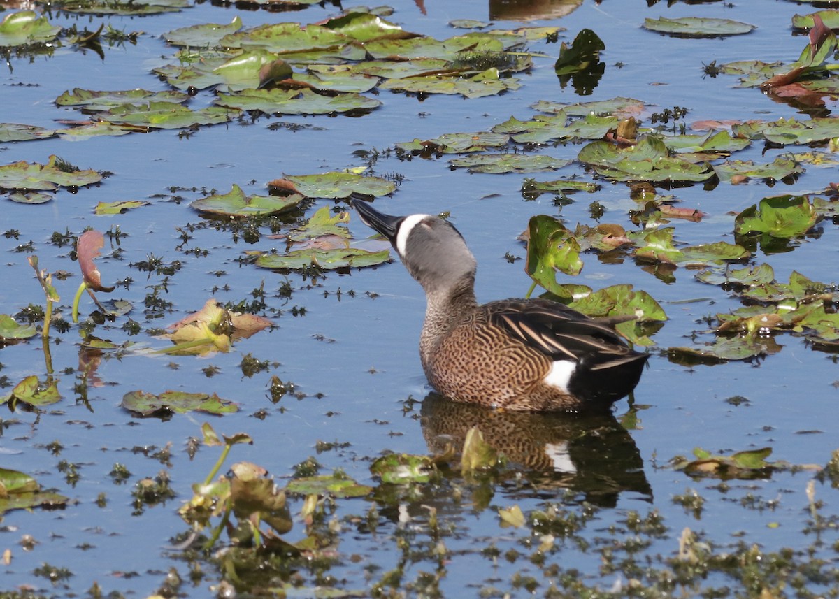 Zertzeta hegalurdina - ML646321100