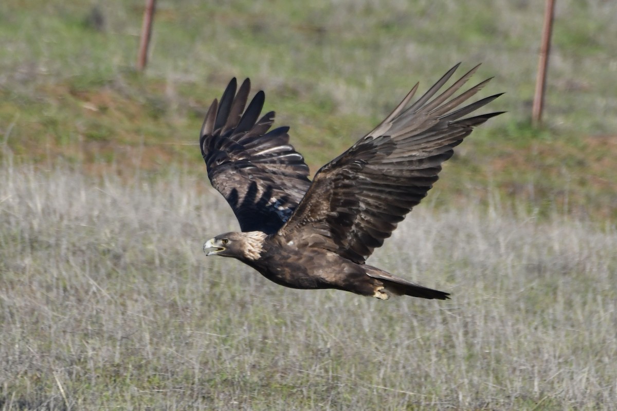 Golden Eagle - ML646321101
