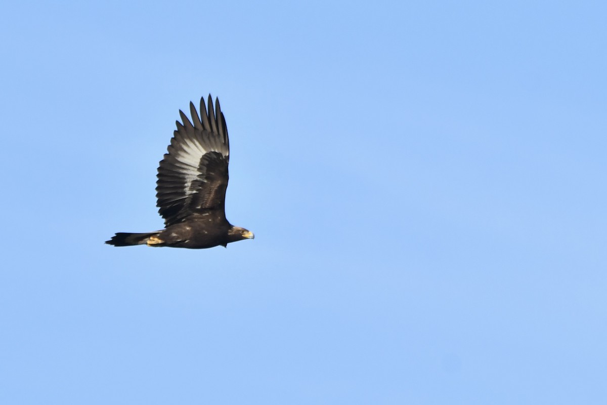 Golden Eagle - ML646321102