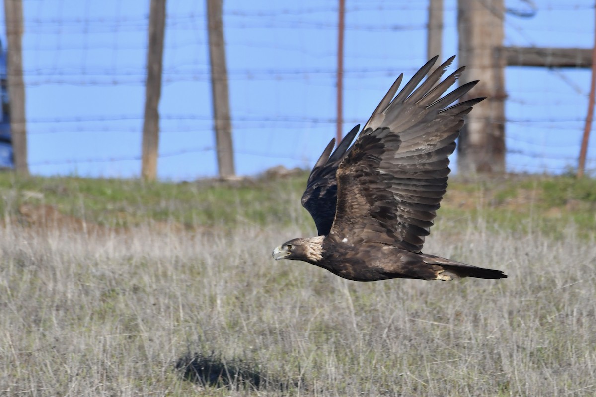 Golden Eagle - ML646321103