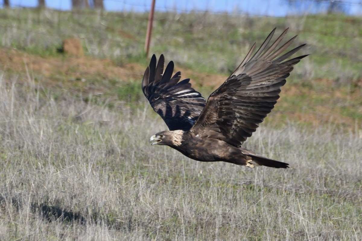 Golden Eagle - ML646321104