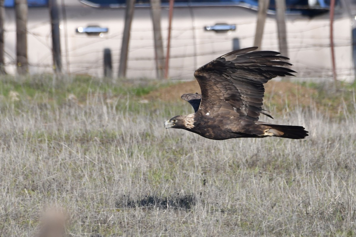 Golden Eagle - ML646321105