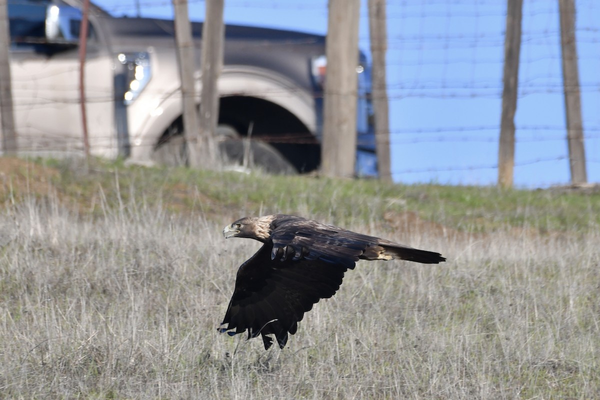 Golden Eagle - ML646321106