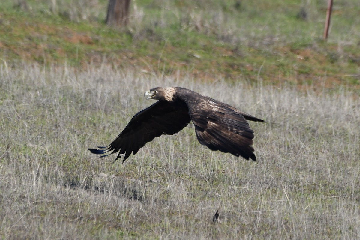 Golden Eagle - ML646321107