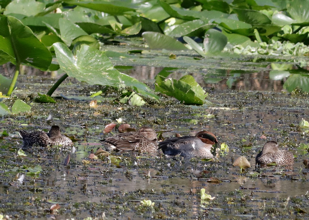 Green-winged Teal - ML646321111