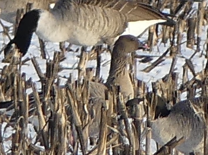 Pink-footed Goose - ML646321116